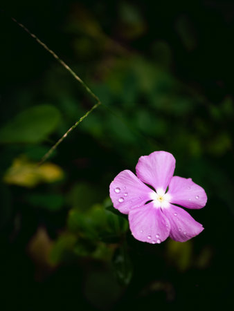 Periwinkle flower with rain water dew drop with fresh green background.