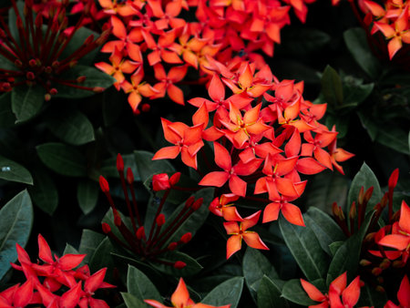 Red West Indian Jasmine or Ixora flower nature view decoration background texture.