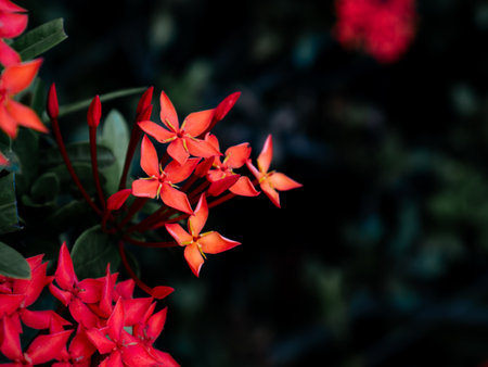 Red West Indian Jasmine or Ixora flower nature view decoration background texture.の写真素材