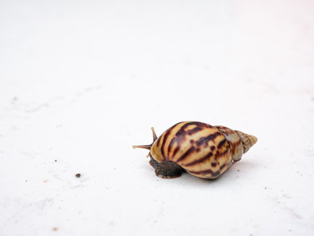 Africa Land Snail on white background.の写真素材