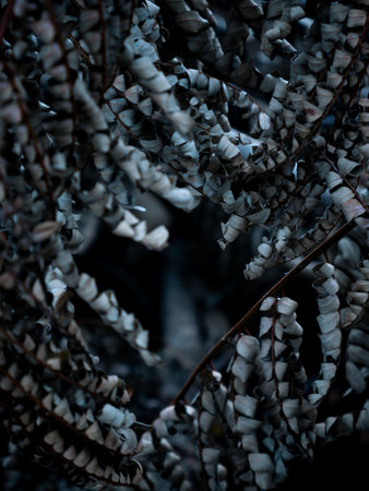 winter dry blue leave. nature view decoration background texture.の写真素材