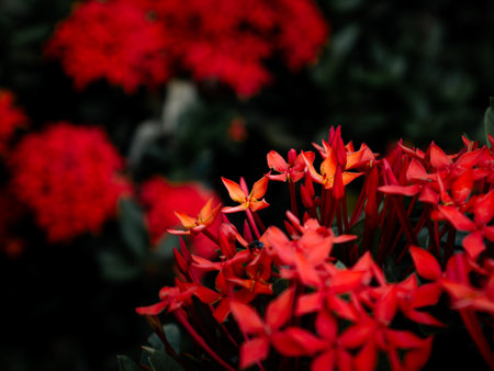 Red West Indian Jasmine or Ixora flower nature view decoration background texture.の写真素材