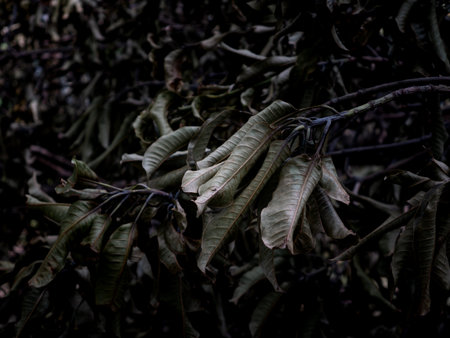 Natural dry leaves. Dead tree branches. nature wallpaper texture background.の写真素材