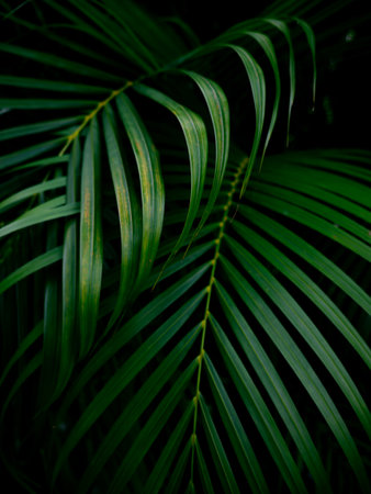 Tropical palm leaves green nature view decoration background texture.