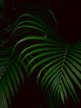Tropical palm leaves green nature view decoration background texture.