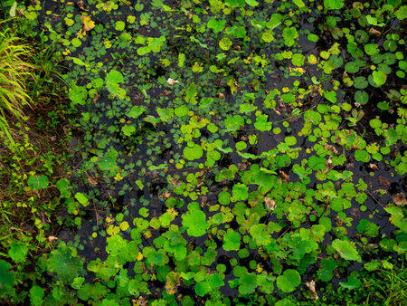 Water Garden with Lotus and Lilies - Calm Nature Background.