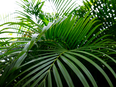 Tropical palm leaves green nature view decoration background texture.