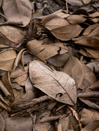 Dry fallen leaves texture background in autumn season.
