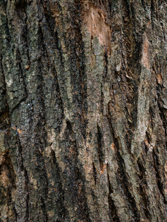 Rough tree bark texture background in natural forest.