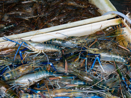 Fresh River Shrimp Display on Market Stall at Local Marketplace.の写真素材
