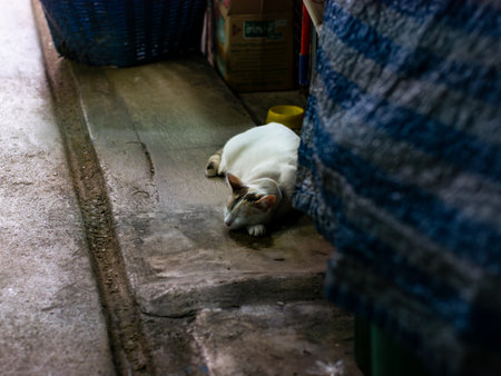 White Street Cat with Subtle Head Markings Sleeping in Local Marketの写真素材
