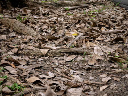 Tree base with exposed roots and fallen dry leaves on forest ground.の写真素材