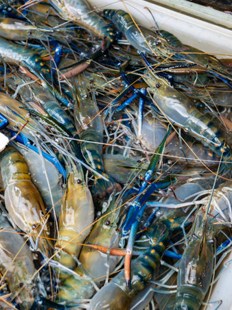 Fresh River Shrimp Display on Market Stall at Local Marketplace.の写真素材