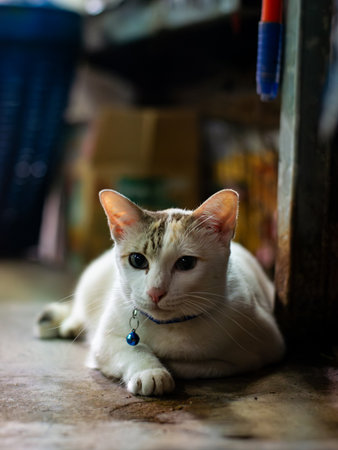 Cute White Cat Portrait with Subtle Markings on Head.の写真素材