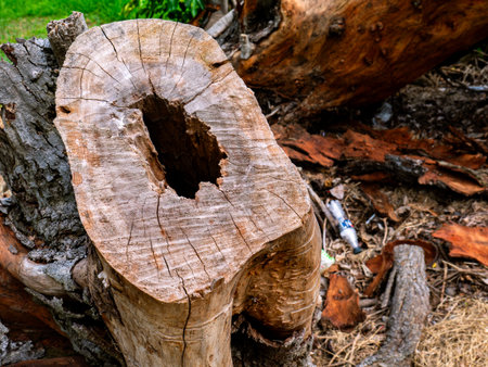 Cut Tree Stump Showing Growth Rings and Cracks Texture Background.の写真素材