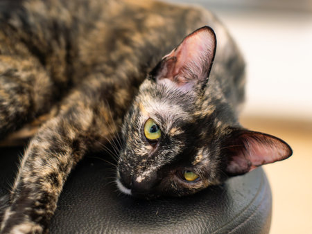 Adorable Tortoiseshell Cat with Unique Black and Orange Fur Pattern Lying Down and Looking at Camera Cute Domestic Feline Portrait.の写真素材