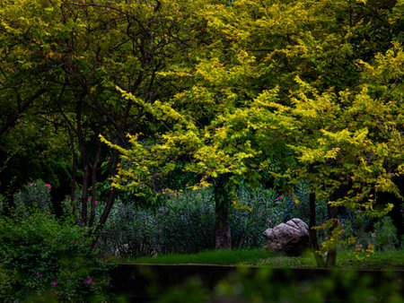 Beautiful zen garden with decorative stone rocks and lush green foliage turning yellow - peaceful shaded serene meditation background for tranquil nature concepts.の写真素材