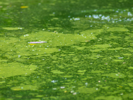 Algae bloom in natural pond indicating poor water quality - environmental pollution and...