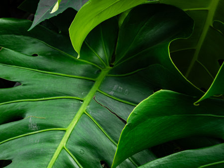 Green Monstera Leaves Pattern Texture Background.の写真素材