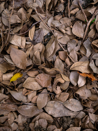 Dry fallen leaves texture background in autumn season.の写真素材
