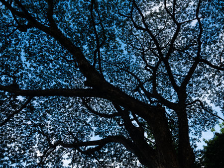 Low Angle View of Majestic Tree Canopy Silhouette Against Blue Sky - Natural Forest Background.の写真素材