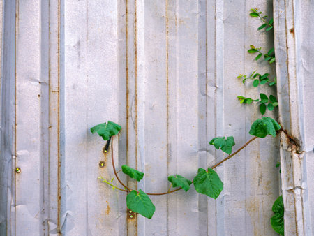 Old Corrugated Metal Sheet Fence with Rust and Dents.の写真素材