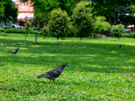 Beautiful dove or pigeon standing on lush green grass lawn in public park - peaceful urban wildlife bird in natural outdoor garden setting.の写真素材