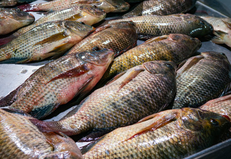 Fresh Nile Tilapia Display on Market Stall.の写真素材