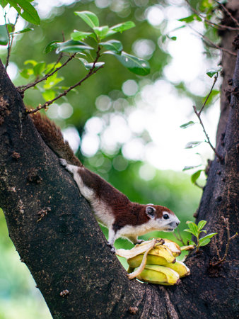 Adorable Squirrel Enjoying Fresh Bananas on Tree Branch - Wild Animal Feeding Behavior in Natural Habitatの写真素材