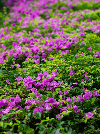 Beautiful Purple Bougainvillea Flowers in Full Bloom - Vibrant Tropical Garden and Nature Background.の写真素材
