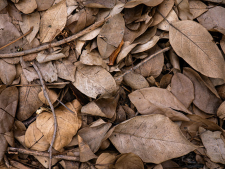 Dry fallen leaves texture background in autumn season.の写真素材