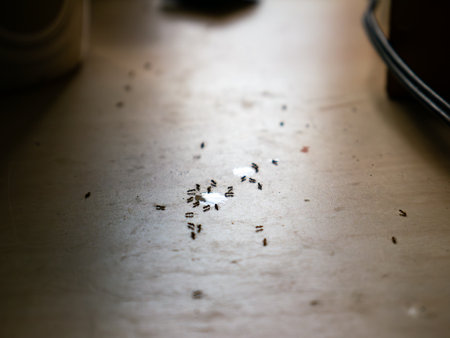 Sugar Ants Invading Kitchen Table - Household Pest Problem and Sweet Drink Spill Cleanup.の写真素材
