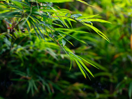 Lush Green Bamboo Leaves Swaying in Tropical Forest - Fresh Young Bamboo Foliage Moving Gently in Natural Garden Breezeの写真素材