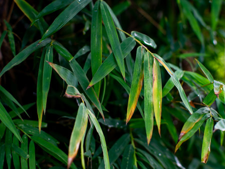 Lush Green Bamboo Leaves Swaying in Tropical Forest - Fresh Young Bamboo Foliage Moving Gently in Natural Garden Breezeの写真素材