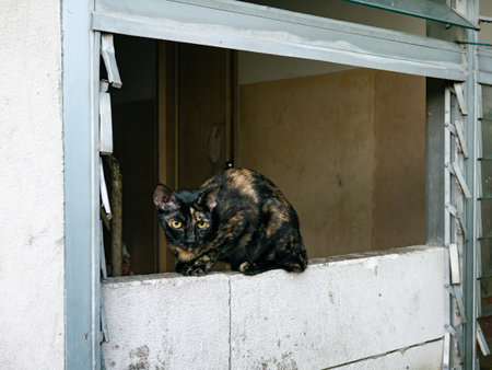 Tortoiseshell cat with yellow eyes sitting on concrete window ledge - Urban stray cat portrait in building openingの写真素材