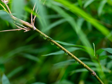 Lush Green Bamboo Leaves in Tropical Forest - Fresh Young Bamboo Foliage in Natural Garden Breeze