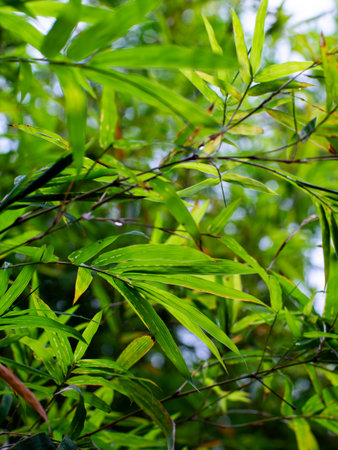 Lush Green Bamboo Leaves Swaying in Tropical Forest - Fresh Young Bamboo Foliage Moving Gently in Natural Garden Breezeの写真素材