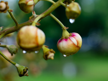 Rain Drops on Cannonball Tree Fruits - Colorful Ripe Couroupita guianensis Fruits with Water Droplets on Branch in Tropical Garden.の写真素材