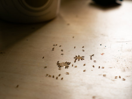 Ants Invading Kitchen Table - Household Pest Problem and Sweet Drink Spill Cleanup.の写真素材