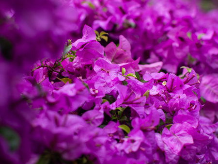 Stunning Pink Bougainvillea Carpet - Dense Flowering Plant Coverage in Tropical Landscape Design.の写真素材