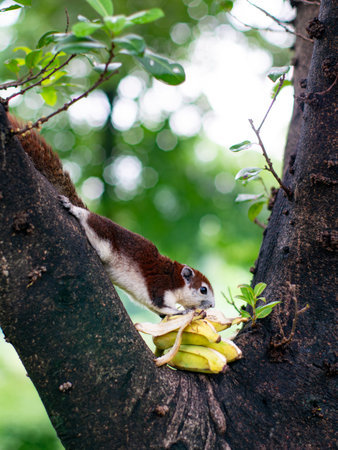 Adorable Squirrel Enjoying Fresh Bananas on Tree Branch - Wild Animal Feeding Behavior in Natural Habitatの写真素材