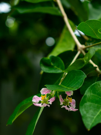 Pink wildflower blooming on green vine with natural bokeh background - Close-up macro photography of delicate spring flower in gardenの写真素材