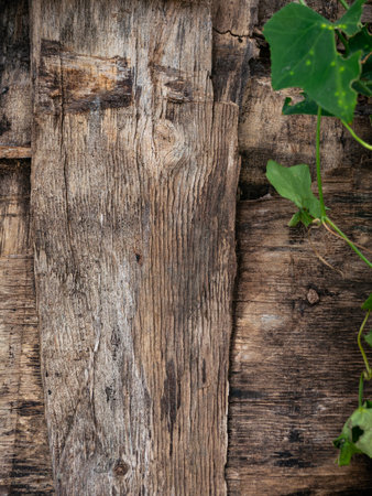 Green ivy leaves growing on weathered rustic wooden planks background - Natural organic texture with vintage wood and fresh foliage.の写真素材