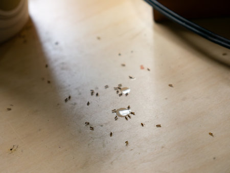 Sugar Ants Invading Kitchen Table - Household Pest Problem and Sweet Drink Spill Cleanup.の写真素材