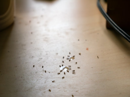 Sugar Ants Invading Kitchen Table - Household Pest Problem and Sweet Drink Spill Cleanup.の写真素材