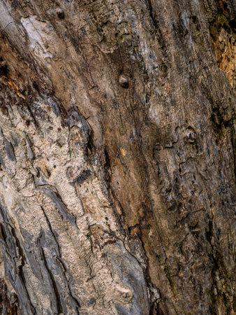 Rough tree bark texture background in natural forest.の写真素材