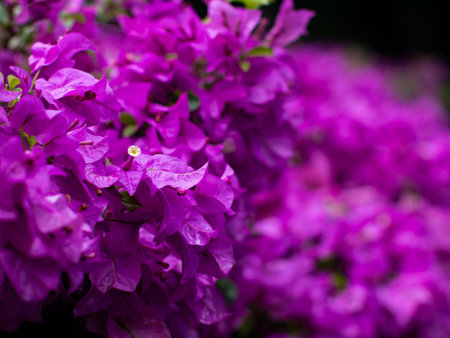 Stunning Pink Bougainvillea Carpet - Dense Flowering Plant Coverage in Tropical Landscape Design.の写真素材