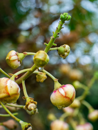 Rain Drops on Cannonball Tree Fruits - Colorful Ripe Couroupita guianensis Fruits with Water Droplets on Branch in Tropical Garden.の写真素材