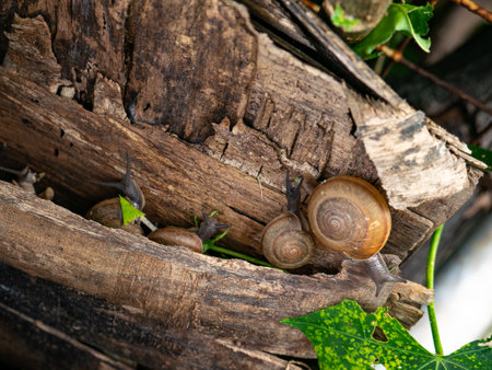 Garden snails crawling on weathered wooden logs with green leaves - Natural wildlife habitat and ecosystem in organic garden settingの写真素材