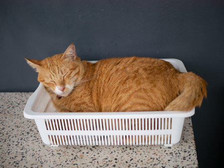 Adorable Orange Tabby Cat Sleeping Peacefully in White Plastic Basket - Cute Ginger Cat Resting Indoorsの写真素材
